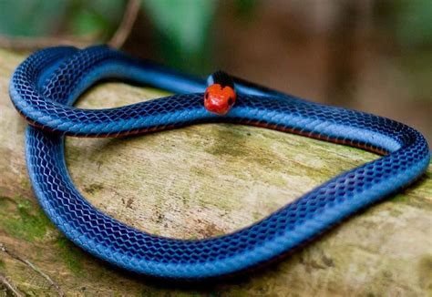 The Gorgeous Blue Malaysian Coral Snake Animals Snake Colours