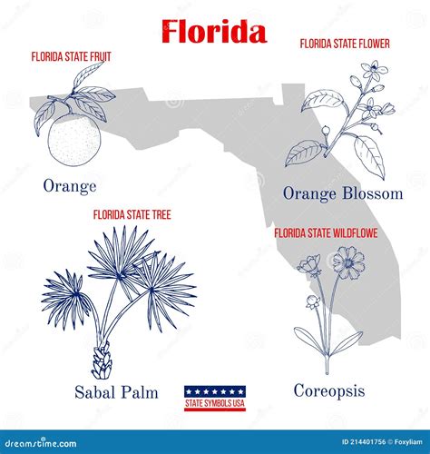 Florida Set Of Usa Official State Symbols Stock Vector Illustration