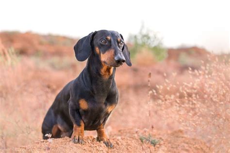 Small Black And Tan Dog Breeds The Smart Dog Guide