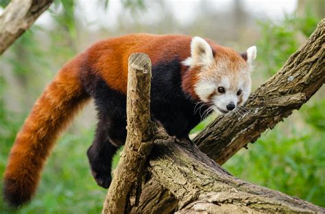 Red Panda On Brown Tree Trunk · Free Stock Photo