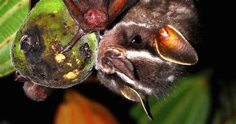 A Import Ncia Dos Morcegos Para O Ecossistema Biomax Controle De Pragas