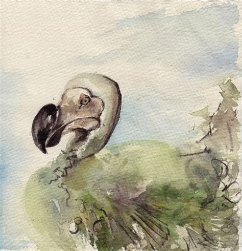 Dodo Bird Painting Original Watercolor Painting Bird By Canotstop