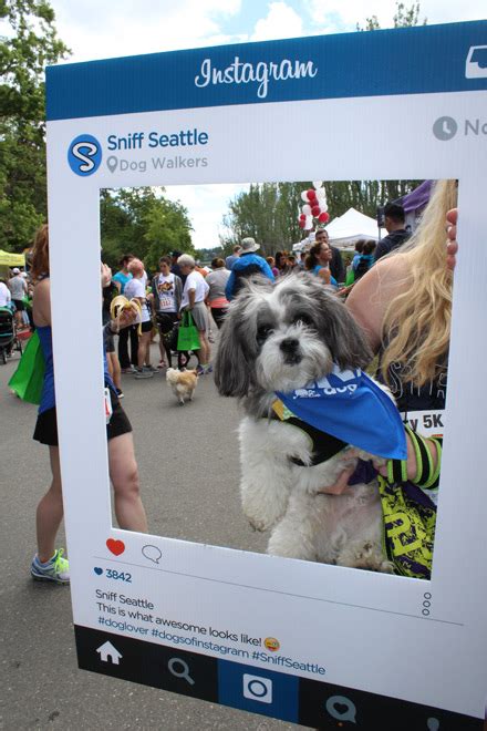 Sniff Seattles Furry 5k 2016 Instagram Photos Sniff Seattle Dog Walkers