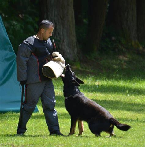 Pin By Sarah Farrell On Canine Work Schutzhund Working Dogs