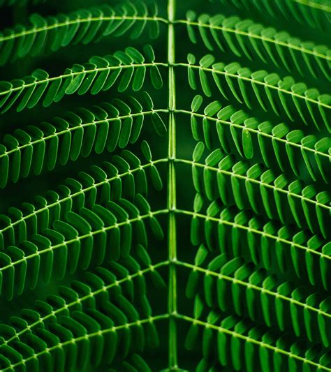 Green Macro Photography Of Green Leafed Plant Plant Image Free Photo