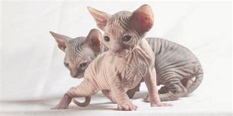 How To Find The Right Sphynx Cat Breeder Sphynx Cats And Kittens