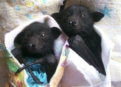 Its Bat Appreciation Day And We Totally Appreciate These Photos Of