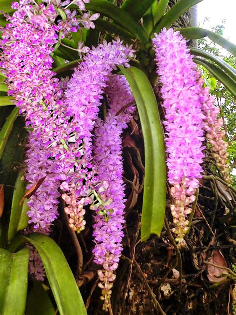 Kopou Phool Orchid Of Assam Indian Flowers Orchid Flower Orchids