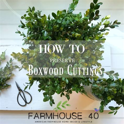 The solution generally have sugar and acid to keep the flower if you preserve a flower using glycerin, it will retain its shape and color for six to 12 months, though the color will darken slightly. Boxwood - How To Preserve Cuttings - FARMHOUSE 40