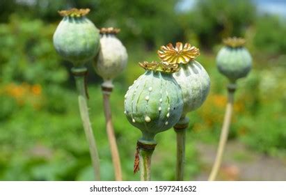 Opium Drug