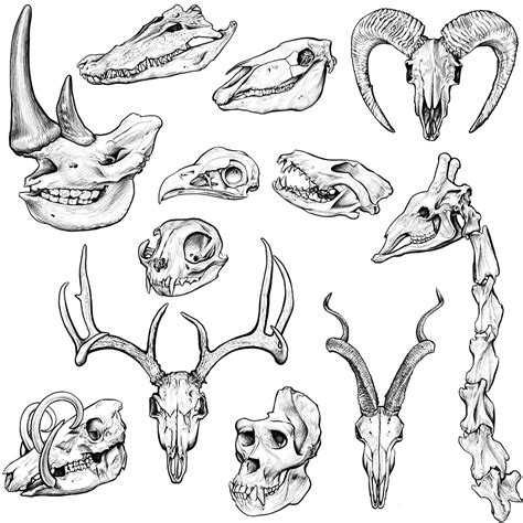 Hand drawn bird skull, line art sketch of raven animal head. Animal Skull Drawing at GetDrawings | Free download