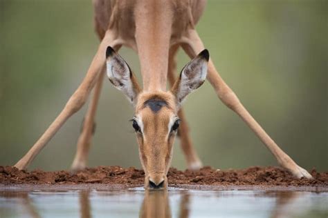 Impala The Facts Behind An African Animal Beauty