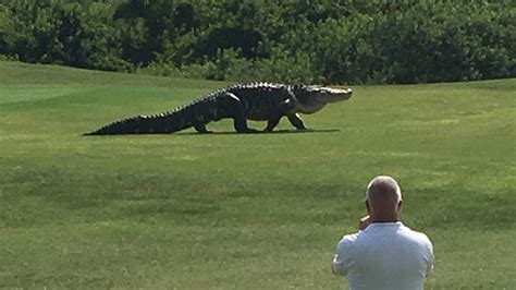 Large Alligator Crosses Golf Course In Palmetto Florida Video