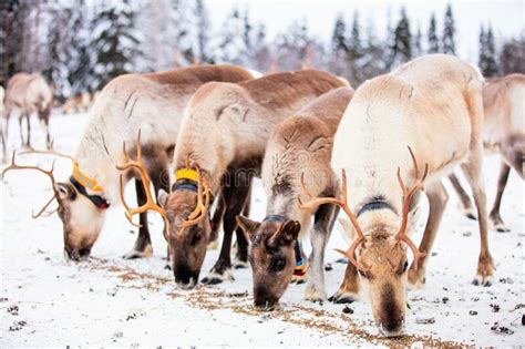 Reindeer Farm In Lapland Finland Stock Photo Image Of Wildlife