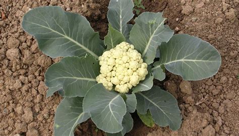 How To Harvest Cauliflower Garden Guides