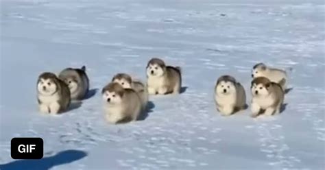 Alaskan Malamute Puppies First Time Playing In Snow 9gag