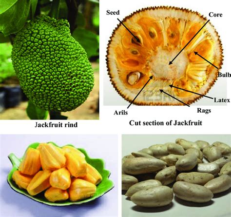 Maybe you would like to learn more about one of these? Different parts of jackfruit | Download Scientific Diagram