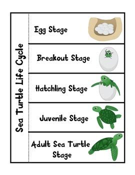 Free Printable Life Cycle Of A Sea Turtle