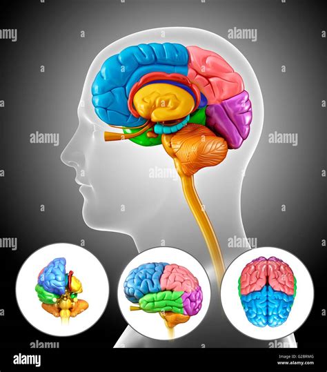 Cervello Umano Anatomia Illustrazione Foto Stock Alamy