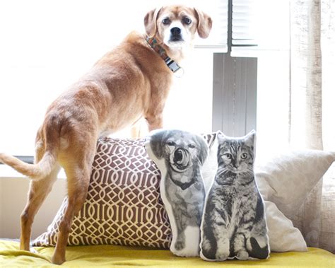 10 Diy Dog Projects The Dog Lover In You Will Love Vanillapup Blog