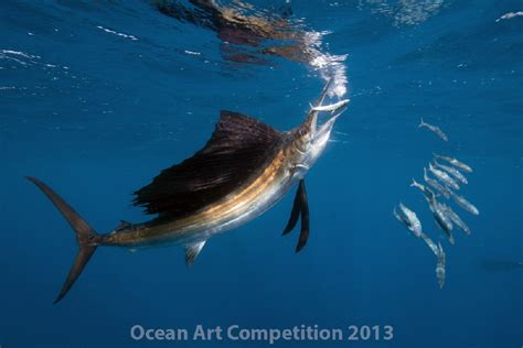 2013 Ocean Art Contest Winnersunderwater Photography Guide