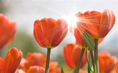 Hd Wallpaper Orange Tulip Flowers Tulips Buds Rays Sun Spring