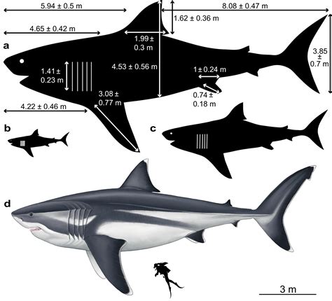 Finally Revealed: Gargantuan True Size of Legendary Prehistoric Mega