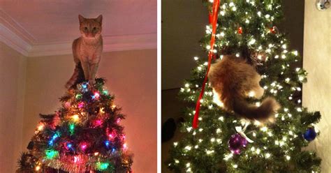 Check spelling or type a new query. Cats Climb And Play With Christmas Tree In Typical Cat ...