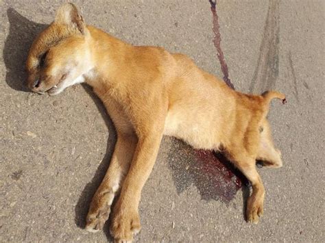 Gato Mourisco Morre Atropelado Em Araripe