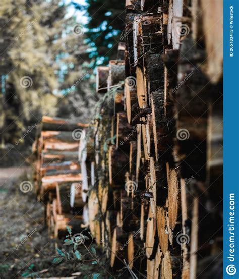 View Of Log Piles Stacked In A Forest Stock Image Image Of