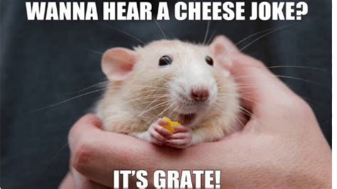 Hamster Meme Scared Hamster Know Your Meme Upvote On Reddit To Get To Lwiay Fikri Gambar