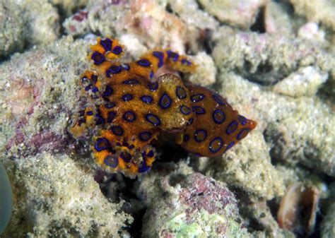 Free Download Blue Ringed Octopus Wallpaper Blue 795x1006 For Your