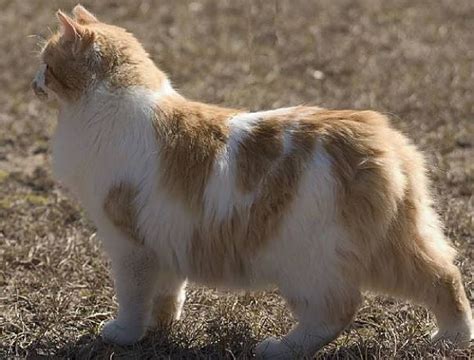 Manx Cat White With Red Manx Kittens Cat Breeds Manx Cat