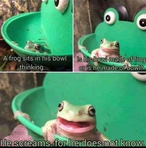 The Best Frog Memes Memedroid