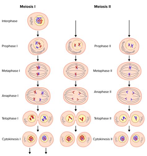 Meiosis Definition Stages Purpose With Diagram 41 Off