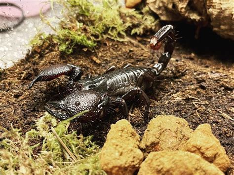Emperor Scorpions Everything You Need To Know