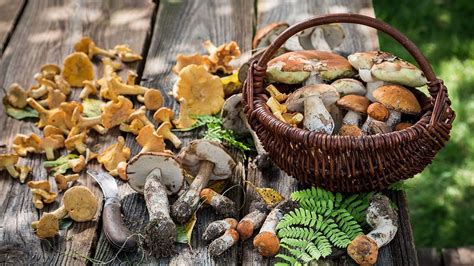 The Best Wild Mushroom Field Guide New York Daily News