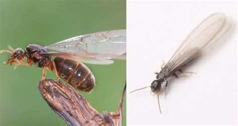 Identifying Termites Vs Flying Ants H T Treadway Inc Pest Control