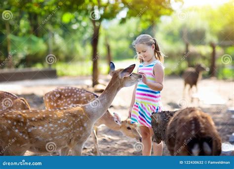 Child Feeding Wild Deer At Zoo Kids Feed Animals Stock Photo Image