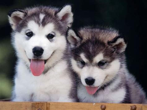 Top 10 Cutest Dog Breeds A Listly List