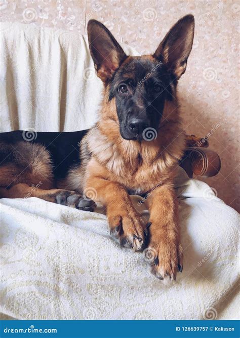 Female Purebred German Shepherd Puppy Stock Image Image Of Black