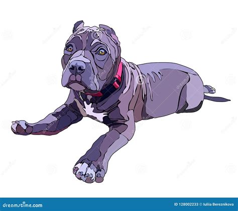 Lying Puppy Pitbull Vector Illustration Stock Vector Illustration Of