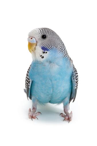 Blue Budgie Stock Photo Download Image Now Budgerigar White