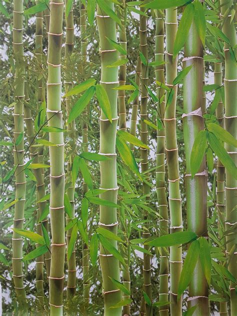 3d Effect Bamboo Forest Photo Mural Wallpaper Jungle