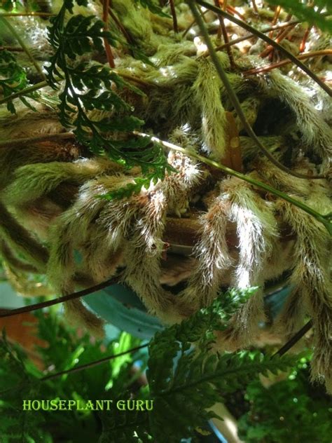 Houseplant Guru Ferns With Feet