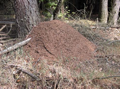 Ameisennester befinden sich draußen in der natur und im garten meistens unter größeren um zu verhindern, dass ameisen ins haus kommen ist auch gartenkalk oder kreidepulver ganz hilfreich. Die Rote Waldameise | Ahabc.de