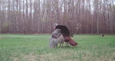 Pics Check Out These Cool Cinnamon Color Phase Turkeys Wide Open Spaces