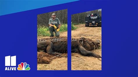 Is It Real Officials Say This Massive Georgia Gator Definitely Is