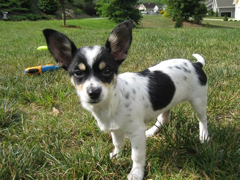 chion chihuahua  papillon mix pictures  information