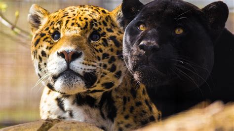 Black Panther Animals Big Cats Jaguars Panthers Hd Wallpaper